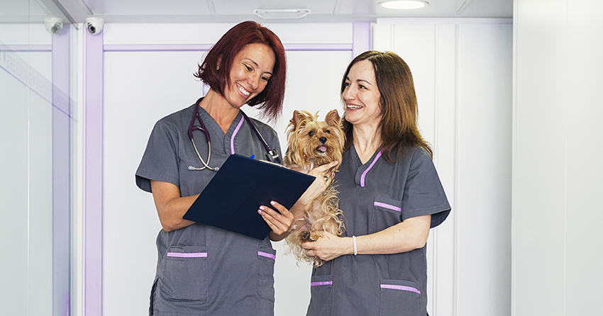 Veterinary Jobs - Vet Jobs - Veterinarian Jobs - DVM Jobs - Veterinary Surgeon Jobs - Veterinary Nurse Jobs - Vet Nurse Jobs - Veterinary Technician Jobs - Vet Tech Jobs - Veterinary Medicine Jobs - Veterinary Surgery Jobs - Vet Life