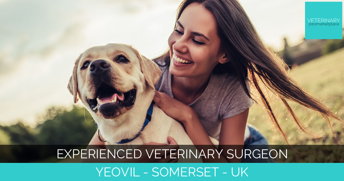 Experienced Veterinary Surgeon