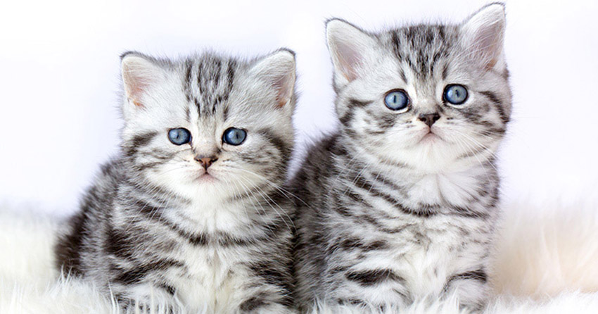 Veterinary Jobs - Vet Jobs - Veterinarian Jobs - DVM Jobs - Veterinary Surgeon Jobs - Veterinary Nurse Jobs - Vet Nurse Jobs - Veterinary Technician Jobs - Vet Tech Jobs - Veterinary Medicine Jobs - Veterinary Surgery Jobs - Vet Life