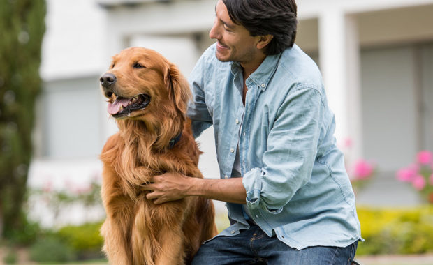 Small Animal Veterinary Surgeon
